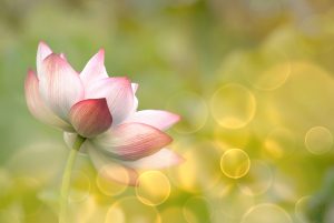 bigstock-lotus-flowers-in-garden-under-41871190