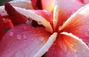 pink-frangipani